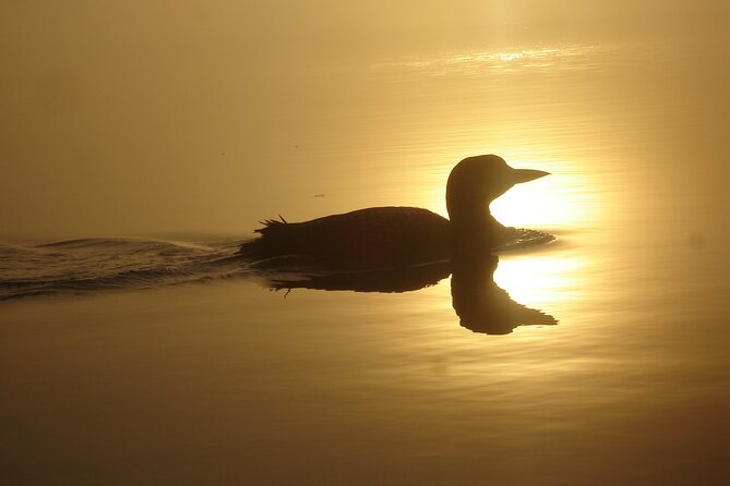 Algonquin Park 3-Day Deluxe Camping & Canoeing Adventure - Day three: sunrise by canoe and the return trip