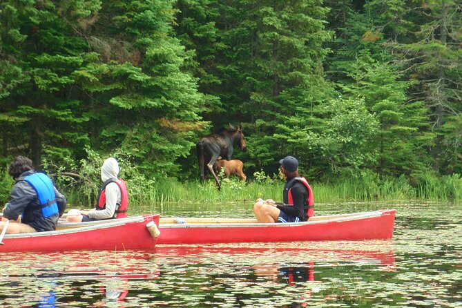 Algonquin Park 3-Day Deluxe Camping & Canoeing Adventure - Day one: paddling three hours into the park