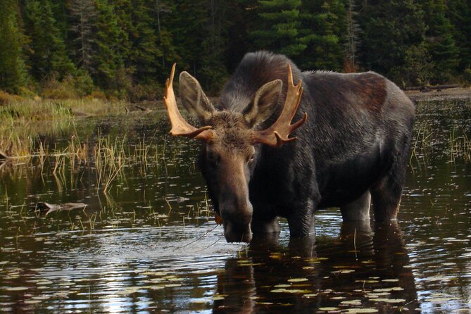 Algonquin Park 4-Day Deluxe Camping & Canoeing Adventure - The first afternoon brings fire skills and wildlife lessons