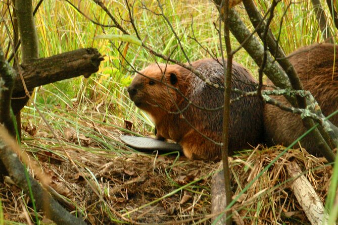 Algonquin Park 4-Day Deluxe Camping & Canoeing Adventure - Comfort limits you should consider carefully