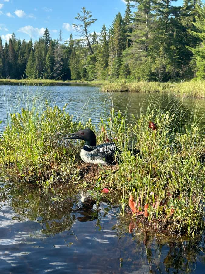 Algonquin Park: Deluxe 4-Day/3-night Canoeing/Camping - Starting at Canoe Lake, Access Point 5