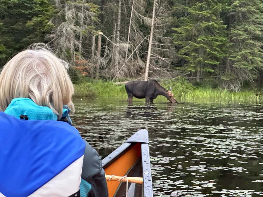 Algonquin Park: Deluxe 4-Day/3-night Canoeing/Camping - Three nights at one wilderness campsite