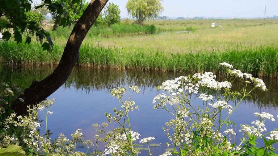 Amsterdam: Dutch Countryside Sunset Canoe Tour - Picnic beside the lake