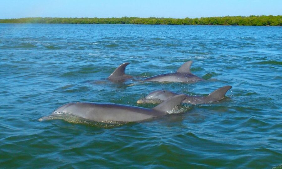 Anna Maria Island and Bradenton: Sunset Kayak Dolphin Tour - Key points to know before you book