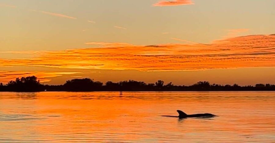 Anna Maria Island and Bradenton: Sunset Kayak Dolphin Tour - What the two-hour outing feels like