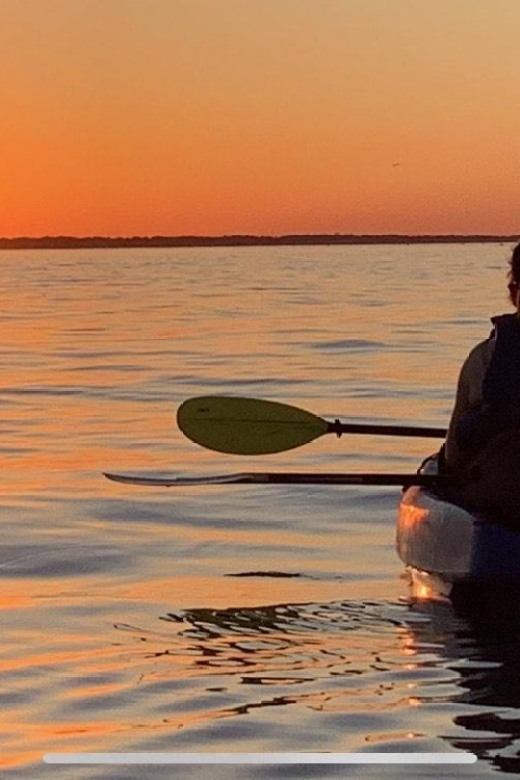 Anna Maria Island and Bradenton: Sunset Kayak Dolphin Tour - Watching wild dolphins at water level