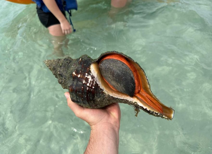 Anna Maria Island: The Island Kayak Tour - Sandbars Full of Small Discoveries