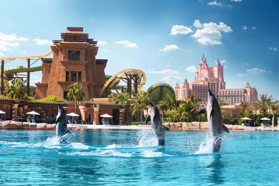 Aquaventure World: Dolphin Paddle and Waterpark Day Pass - The 10-minute check-in and safety briefing