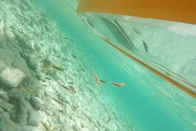 Aruba Glass Bottom Kayak Tour through the Mangrove Forest - Key points to know before you book