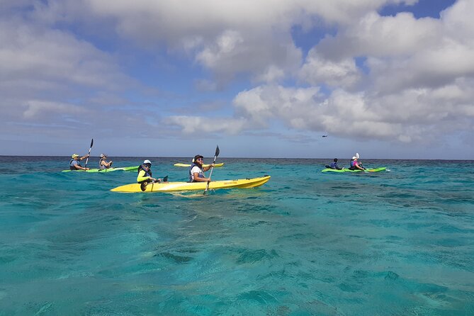 Aruba Glass Bottom Kayak Tour through the Mangrove Forest - The clear kayak shows you the water, not always the fish