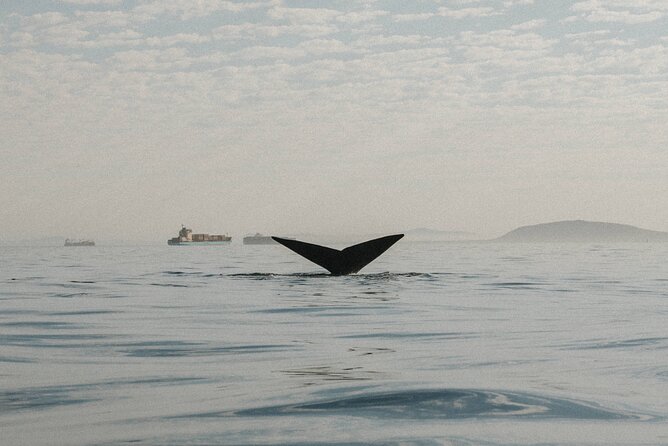 Atlantic Outlook Kayak Tour Cape Town - Lions Head, Signal Hill, and the Sea Point turn
