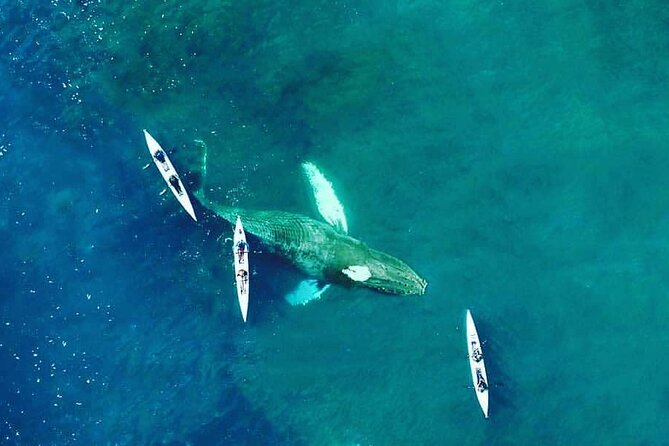 Atlantic Outlook Kayak Tour Cape Town - What the $29 price really covers