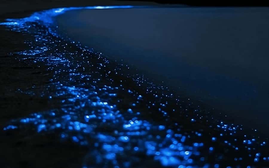 Auckland: Bioluminescence Kayak Tour with Guide - Key points to know before you paddle