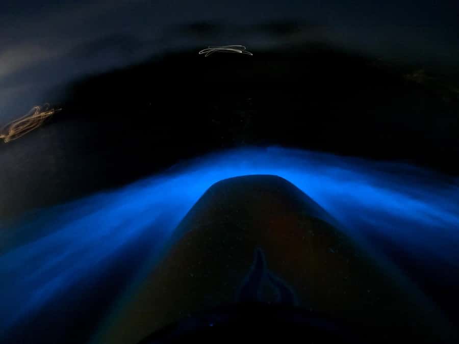 Auckland: Bioluminescence Kayak Tour with Guide - Practical ways to improve your evening