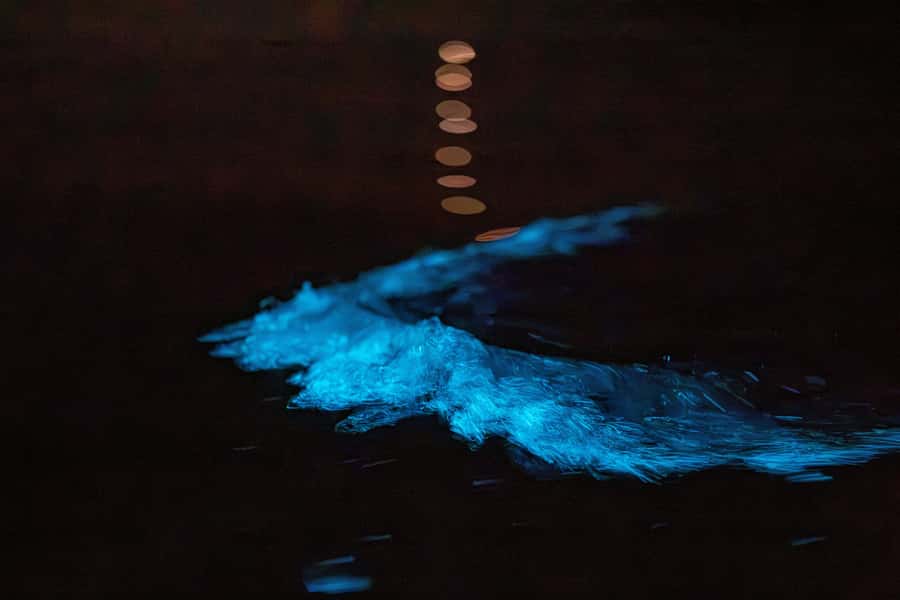 Auckland: Night Kayak Tour in Glowing Bioluminescent Waters - Key points at a glance