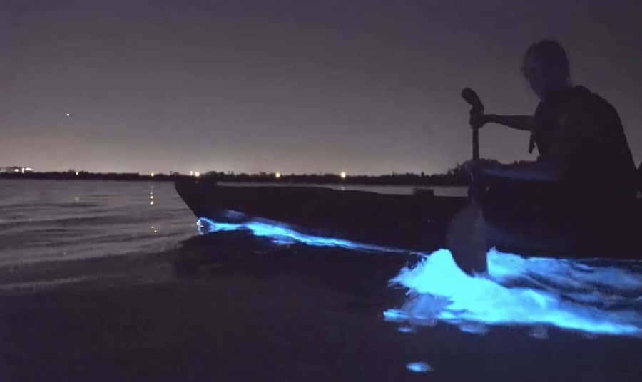 Auckland: Night Kayak Tour in Glowing Bioluminescent Waters - Blue sparks on Auckland’s dark water