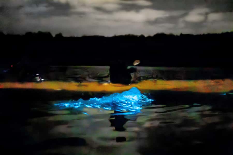 Auckland: Night Kayak Tour in Glowing Bioluminescent Waters - The 15-minute pause is part of the point