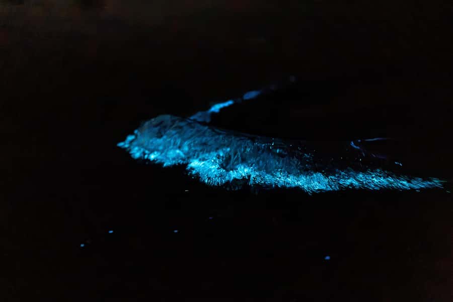 Auckland: Night Kayak Tour in Glowing Bioluminescent Waters - Timing, moonlight, and realistic expectations