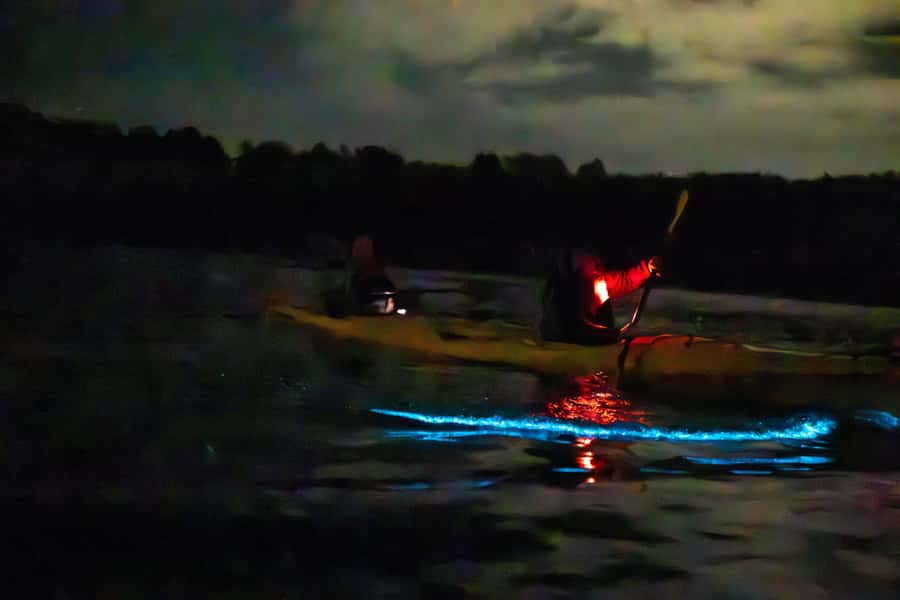Auckland: Night Kayak Tour in Glowing Bioluminescent Waters - Who will enjoy this most?