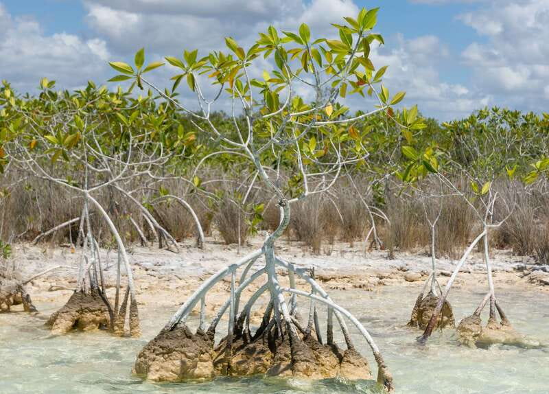 Bacalar: Full Day Kayak Rental in the Lagoon of Seven Colors - Kayak condition and the hands-on effort required