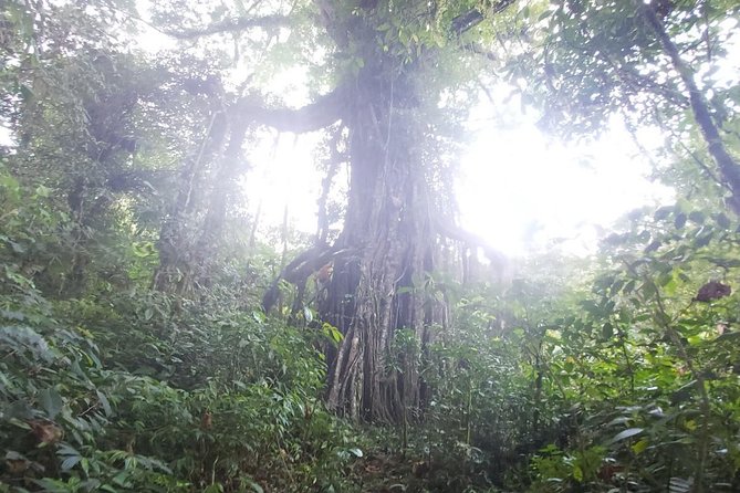 Bali Jungle Trekking and Lake Canoeing Tour - Extra sights for southern and central Bali pickups