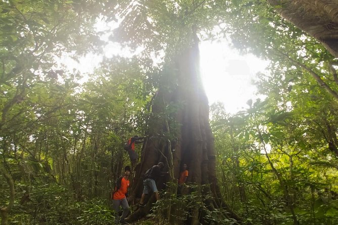 Bali Jungle Trekking and Lake Canoeing Tour - What the $34 price really covers