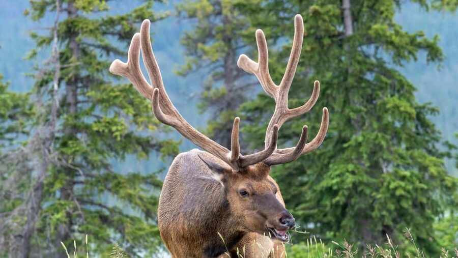 Banff/Canmore Moraine Lake & Lake Louise-Hike/Canoe/Sightsee - What the van and guide add to the day