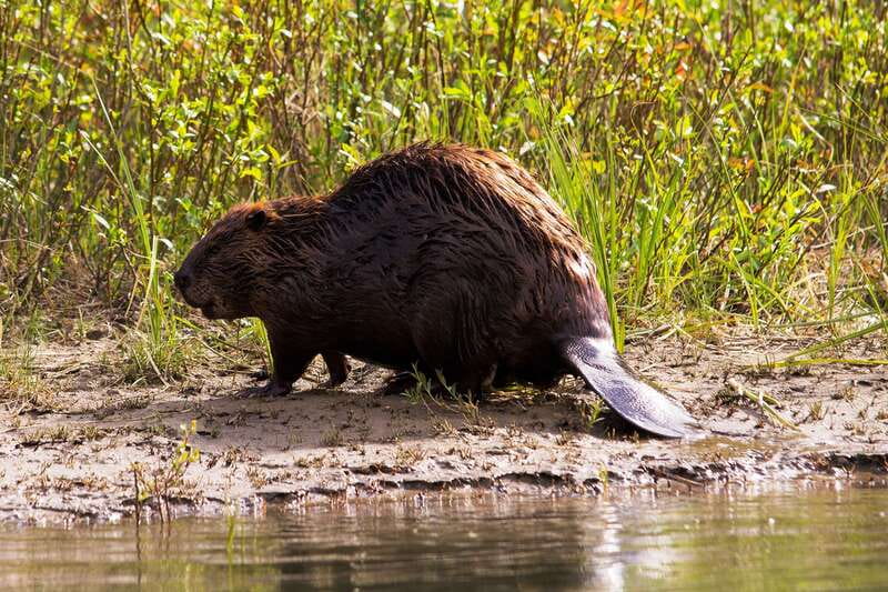 Banff: Wildlife on the Bow River Big Canoe Tour - FAQ