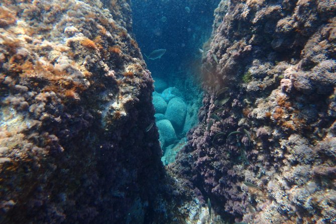 Barcelona Costa Brava Kayak, Snorkel & Cliff Jump Day Tour - Snorkeling among fish and rocky coves