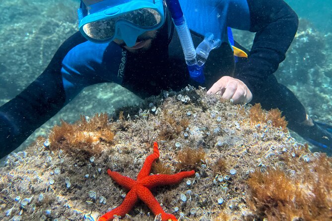 Barcelona Wild Experience: Kayak and Snorkel in Costa Brava - What is included for $144.18