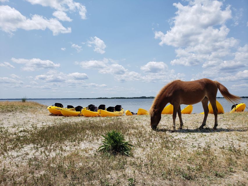 Berlin: Assateague Island Wildlife Discovery Kayak Tour - Why Assateague’s wild horses are only part of the story