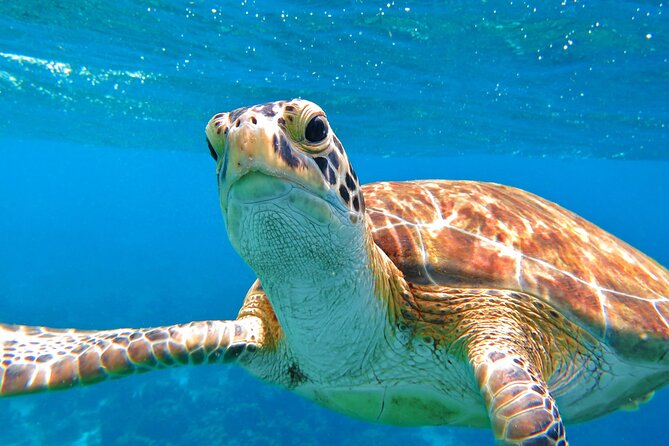 Best of Mangrove Lagoon Kayak, Hike and Snorkel Adventure with Picnic Lunch - What to bring for a comfortable five hours