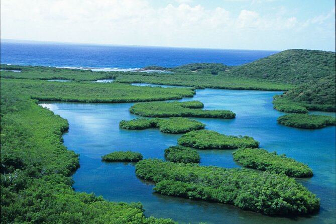 Best of Mangrove Lagoon Kayak, Hike and Snorkel Adventure with Picnic Lunch - Who should book this tour