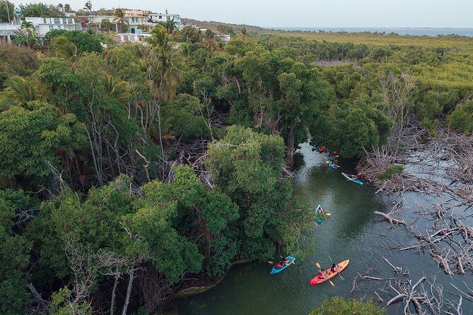 Bioluminescent Bay Night Kayaking Adventure in Puerto Rico - Is $80 a good value?