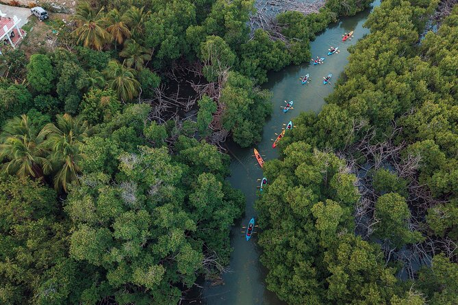 Bioluminescent Bay Night Kayaking Adventure in Puerto Rico - Should you book it?