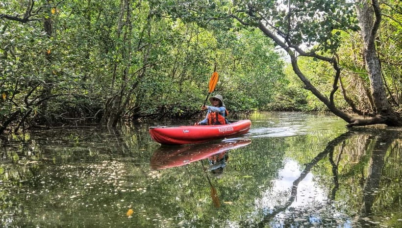 Bohol: SUSTAINABLE Mangrove Tunnels & Firefly Kayaking trail - Key points to know before booking
