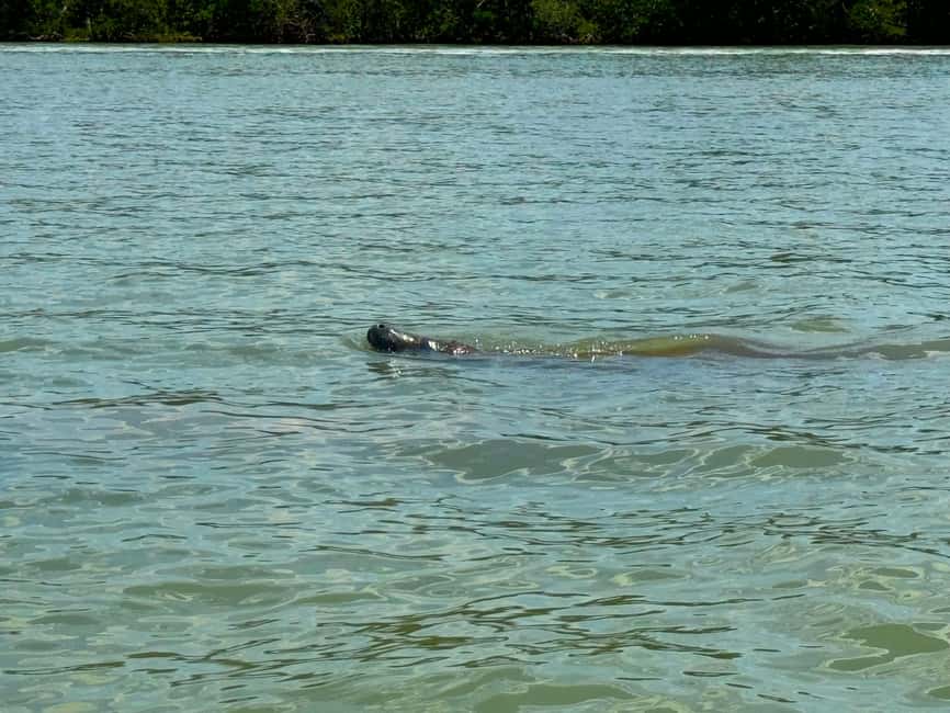 Bonita Springs Clear Kayak Tour with Dolphins & Manatees - What makes this Bonita Springs kayak tour worth considering