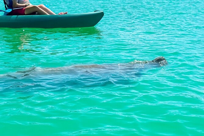 Bonita Springs Eco Kayak Tour – Best Gear, Premium&Clear Kayaks - Why the Big Hickory Island route works so well