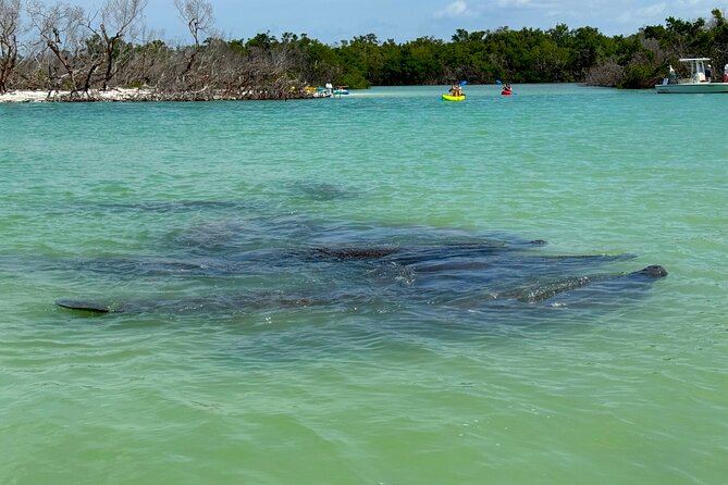 Bonita Springs Eco Kayak Tour – Best Gear, Premium&Clear Kayaks - The beach and sandbar stop
