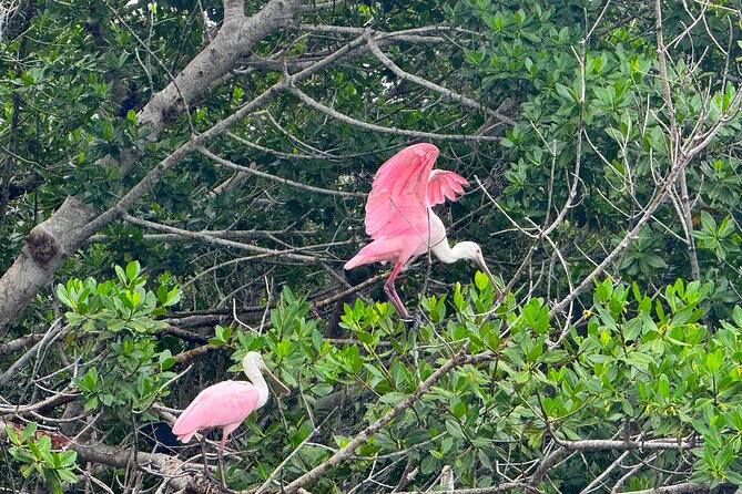 Bonita Springs Eco Kayak Tour – Best Gear, Premium&Clear Kayaks - Wildlife watching without false promises