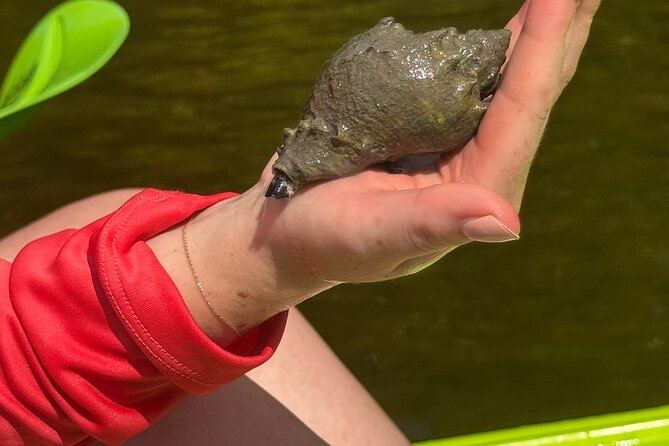 Bonita Springs Eco Kayak Tour – Best Gear, Premium&Clear Kayaks - Guides who make beginners feel at ease