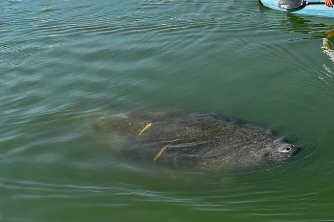 Bonita Springs Eco Kayak Tour – Best Gear, Premium&Clear Kayaks - Launching with Crescent Primos and Crews