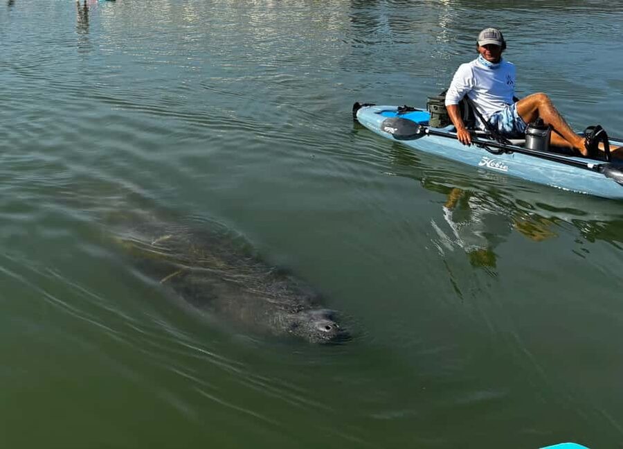 Bonita Springs: Kayak Tour with Manatees, Dolphins Sightings - Quick reasons to consider this tour