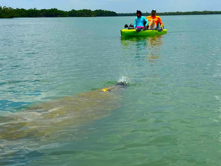 Bonita Springs: Kayak Tour with Manatees, Dolphins Sightings - Starting beside Big Hickory Pass Bridge