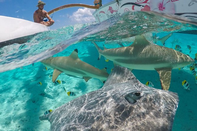 Bora Bora Snorkel Cruise by Polynesian Outrigger Canoe with BBQ Island Lunch - Key points before you book