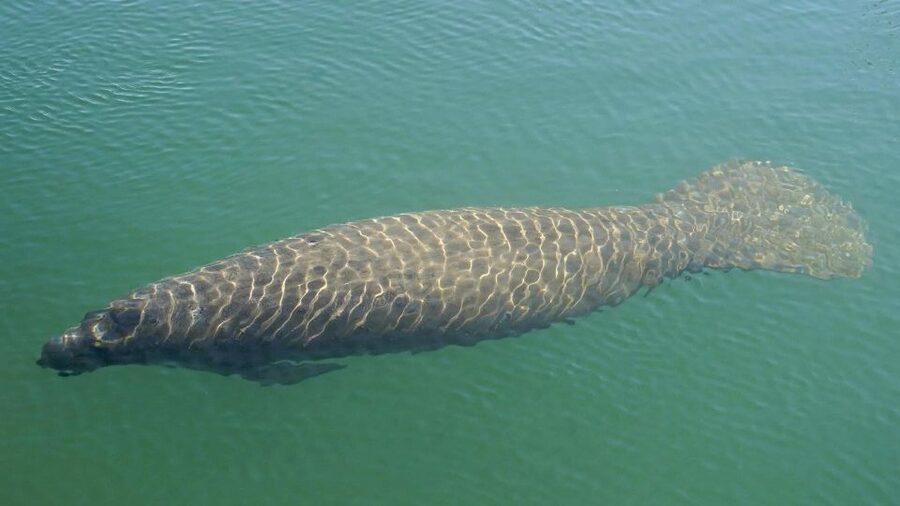 Bradenton: Anna Maria Island Guided Kayaking Manatee Tour - Key points to know before you paddle