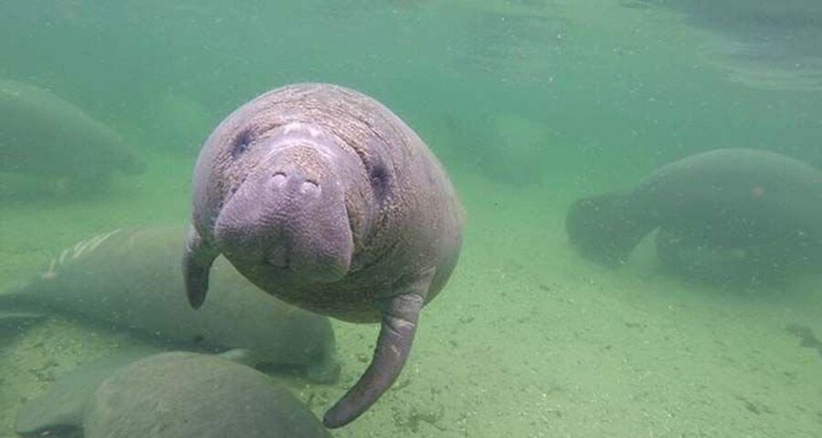 Bradenton: Anna Maria Island Guided Kayaking Manatee Tour - A two-hour paddle built around wild manatees
