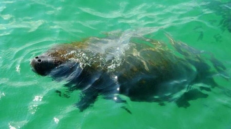 Bradenton: Anna Maria Island Guided Kayaking Manatee Tour - Looking for manatees in their own habitat
