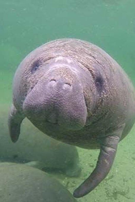 Bradenton: Anna Maria Island Guided Kayaking Manatee Tour - Dolphins, seabirds, and unexpected sightings