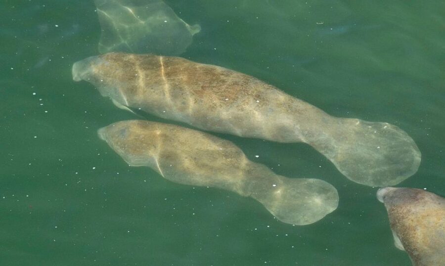 Bradenton: Anna Maria Island Guided Kayaking Manatee Tour - The people make the biggest difference